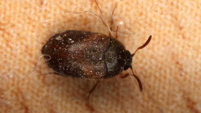 Do Carpet Beetles Bite Good Guide